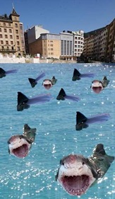 errebal tiburones errebal tiburones